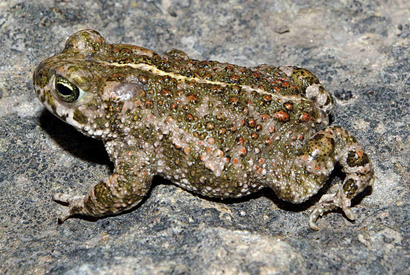 Камышовая жаба (Epidalea calamita)