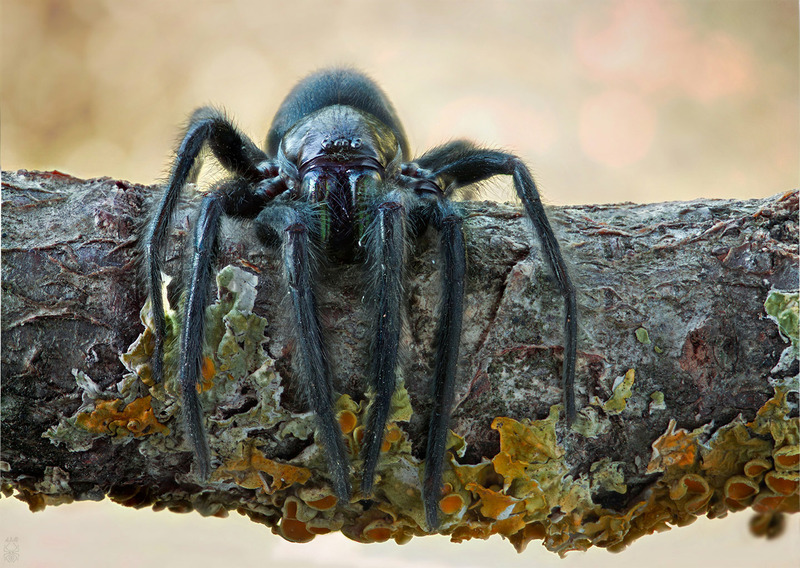 Погребной паук (Segestria florentina)