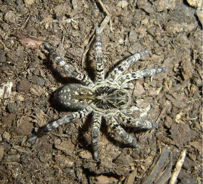 Южнорусский тарантул или мизгирь (Lycosa singoriensis)