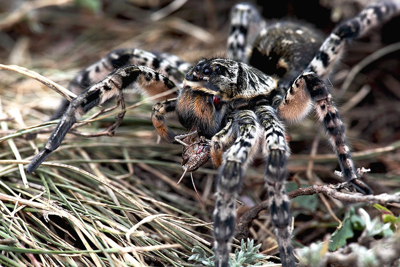 Южнорусский тарантул или мизгирь (Lycosa singoriensis)
