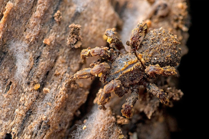 Пауки-муравьеды (Zodariidae)