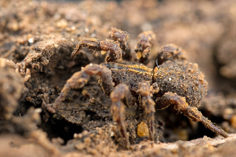 Пауки-муравьеды (Zodariidae)