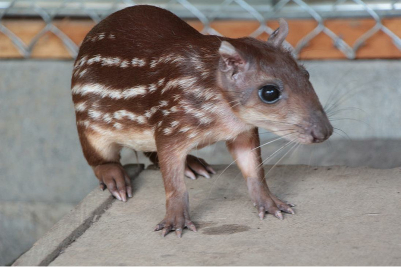 Пака (Cuniculus paca)