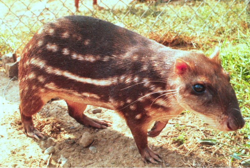 Пака (Cuniculus paca)