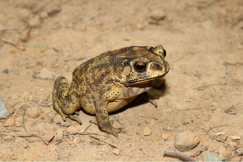 Чернорубцовая жаба или малайская жаба (Duttaphrynus melanostictus)