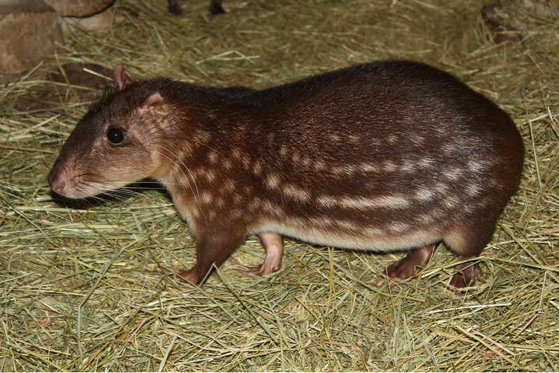 Пака (Cuniculus paca)