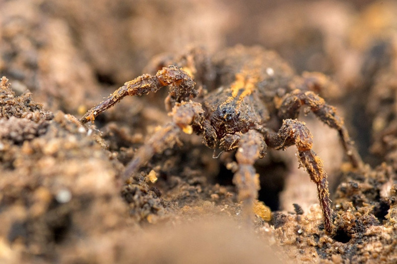 Пауки-муравьеды (Zodariidae)