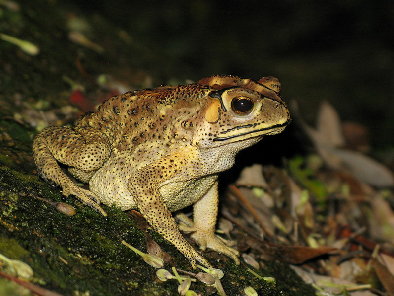 Чернорубцовая жаба или малайская жаба (Duttaphrynus melanostictus)