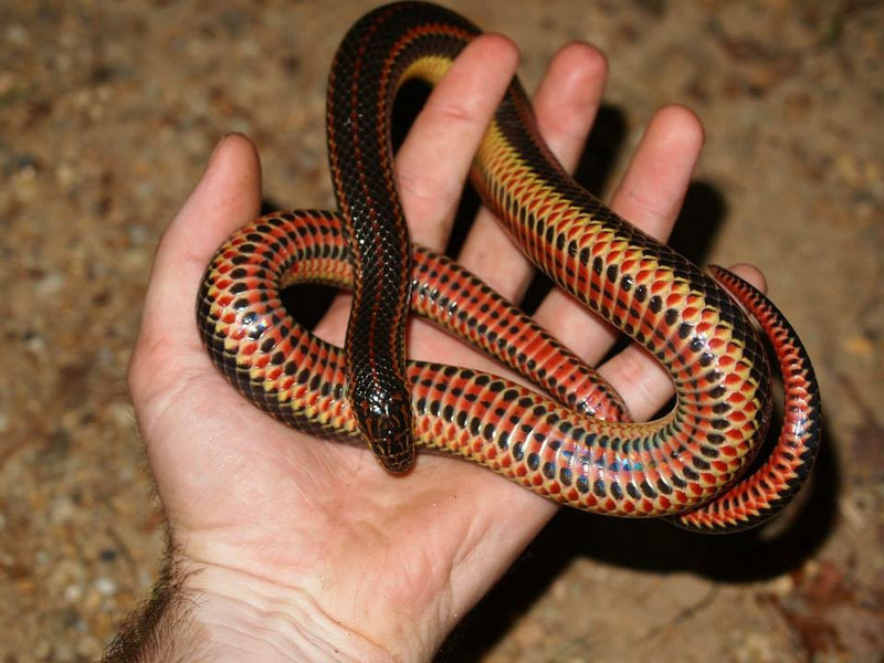 Красноточечная иловая змея (Farancia erytrogramma)