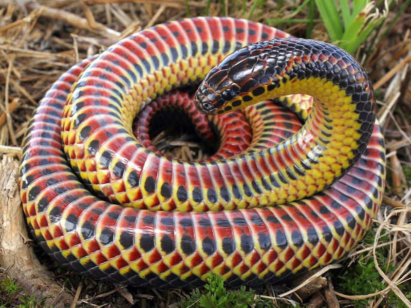 Красноточечная иловая змея (Farancia erytrogramma)