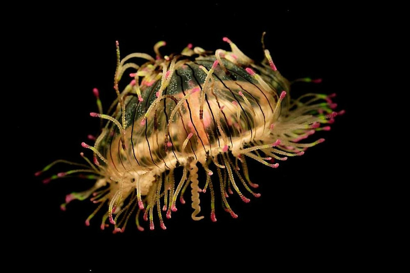 Медуза цветочная шляпка (Olindias formosa)