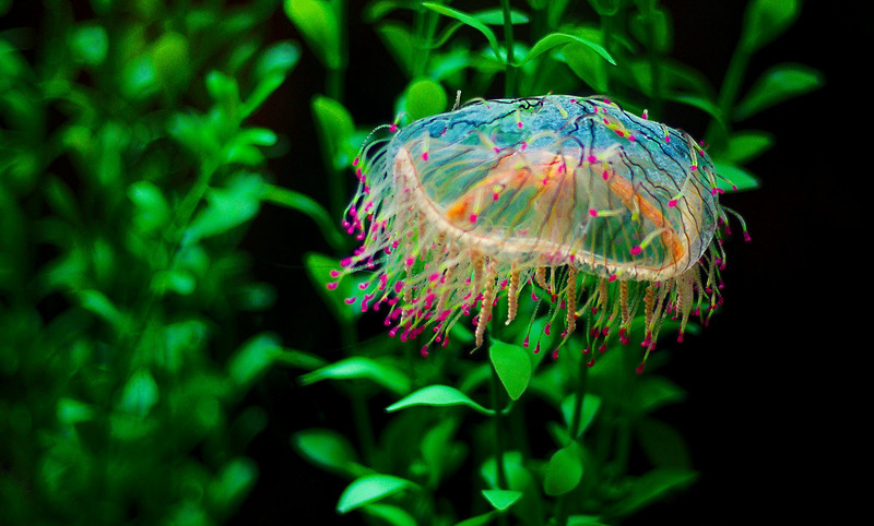 Медуза цветочная шляпка (Olindias formosa)