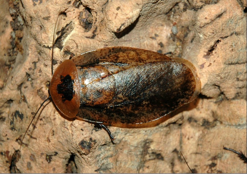 Таракан-архимандрит или Гигантский лесной таракан (Archimandrita tessellata)