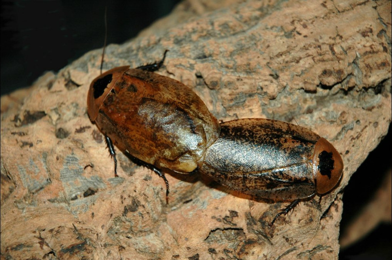 Таракан-архимандрит или Гигантский лесной таракан (Archimandrita tessellata)