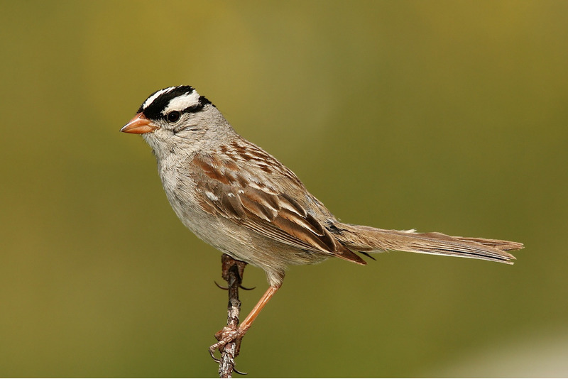 Белоголовая зонотрихия (Zonotrichia leucophrys)