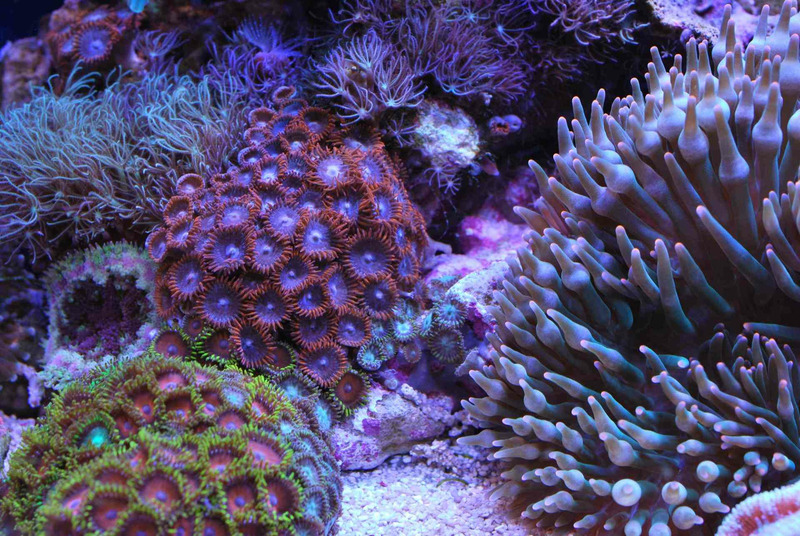 Коралловые полипы (Anthozoa)