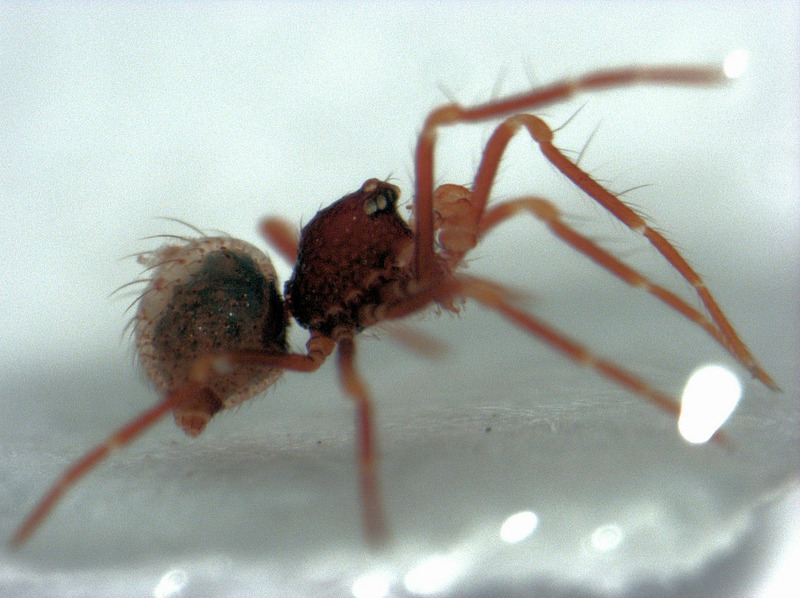 Симфитогнатные пауки (Symphytognathidae)