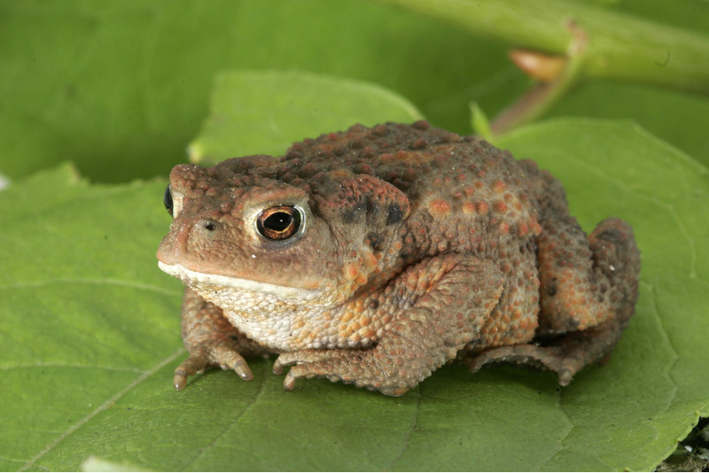 Обыкновенная жаба, или серая жаба, или коровница (Bufo bufo)