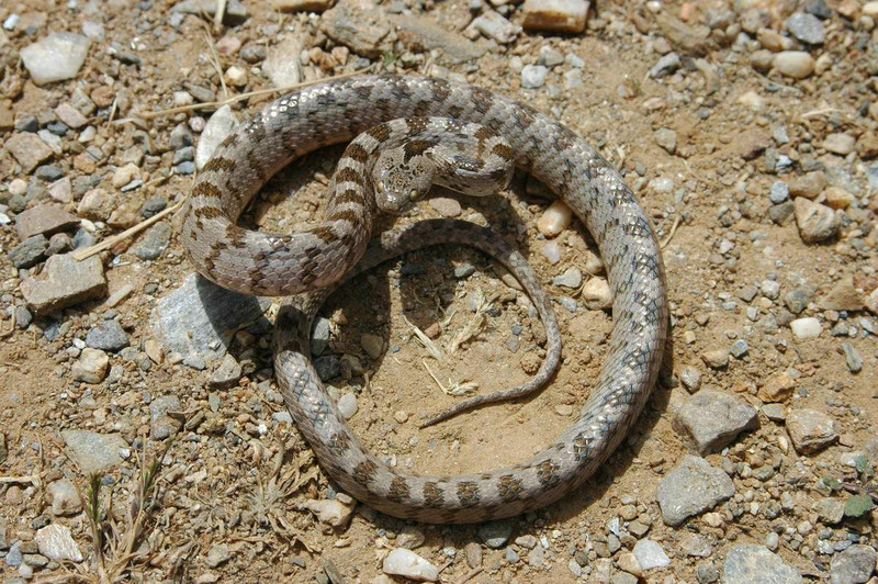 Кошачья змея (Telescopus fallax)