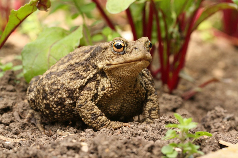 Обыкновенная жаба, или серая жаба, или коровница (Bufo bufo)