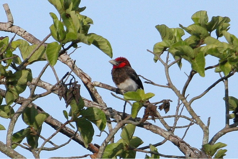 Бурогрудая либия (Lybius melanopterus)