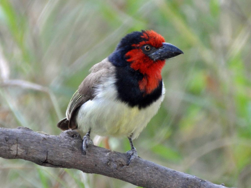 Бурогрудая либия (Lybius melanopterus)