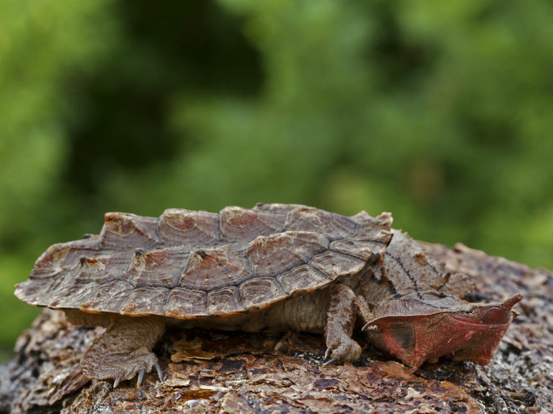 Бахромчатая черепаха или мата-мата, или матамата (Chelus fimbriatus)