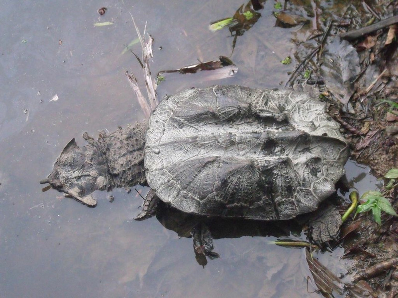 Бахромчатая черепаха или мата-мата, или матамата (Chelus fimbriatus)