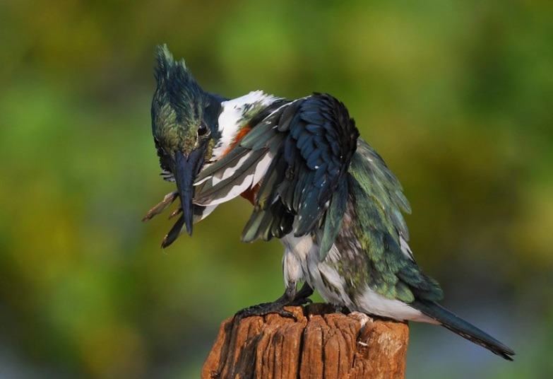 Амазонский зелёный зимородок (Chloroceryle amazona)