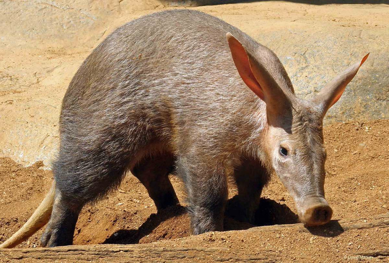 Трубкозуб или африканский трубкозуб, или капский трубкозуб (Orycteropus afer)