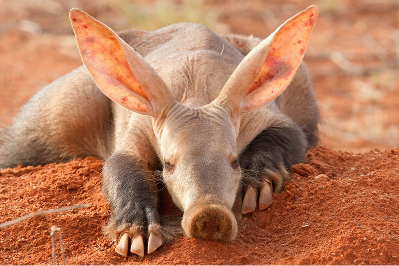 Трубкозуб или африканский трубкозуб, или капский трубкозуб (Orycteropus afer)