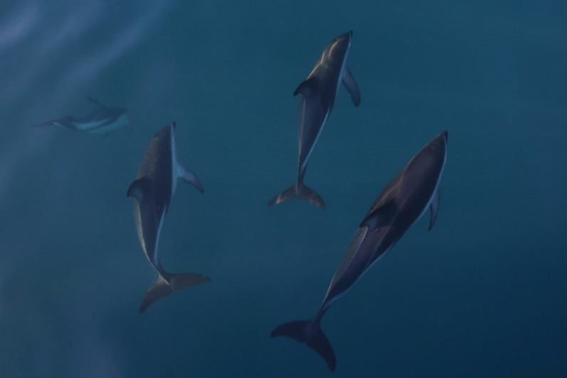 Тёмный дельфин (Lagenorhynchus obscurus)