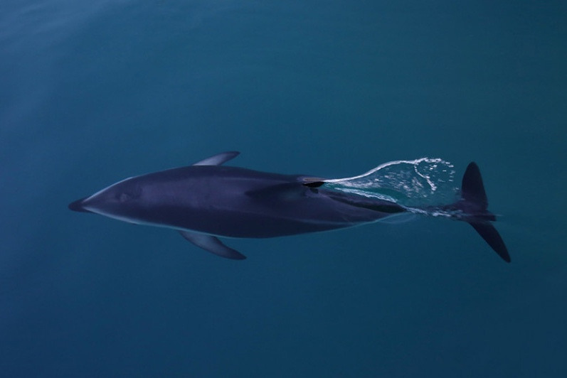 Тёмный дельфин (Lagenorhynchus obscurus)