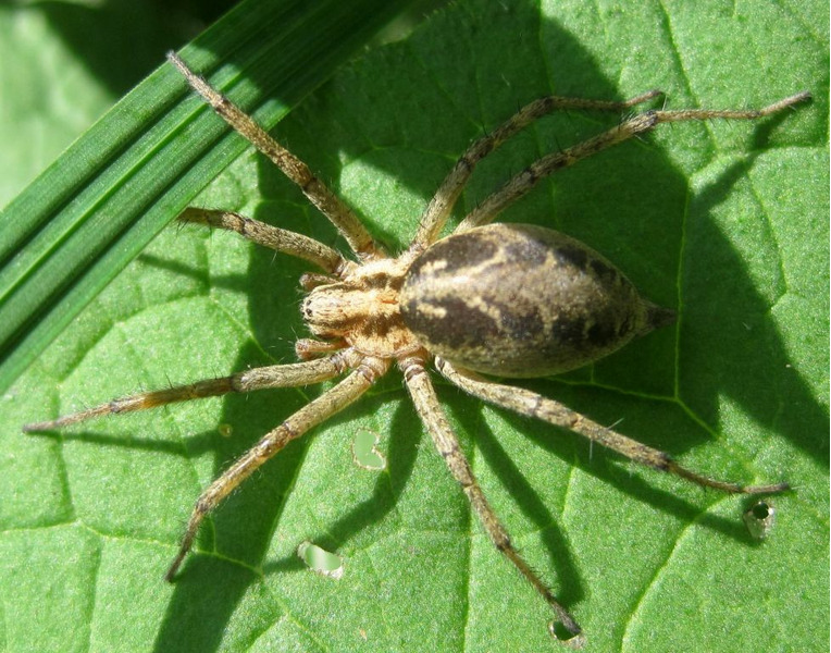 Лабиринтовый паук (Agelena labyrinthica)