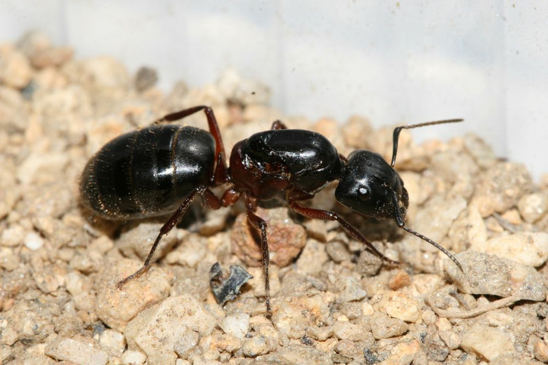 Красногрудый муравей-древоточец (Camponotus herculeanus)