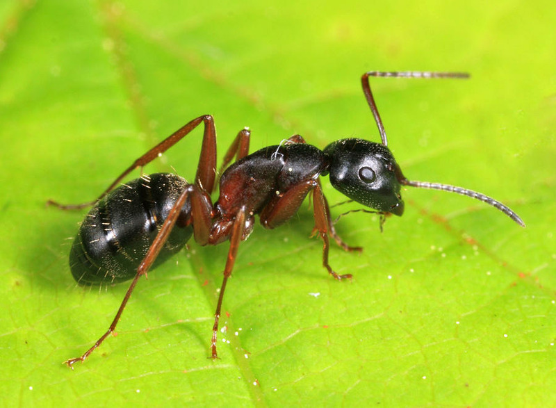 Красногрудый муравей-древоточец (Camponotus herculeanus)