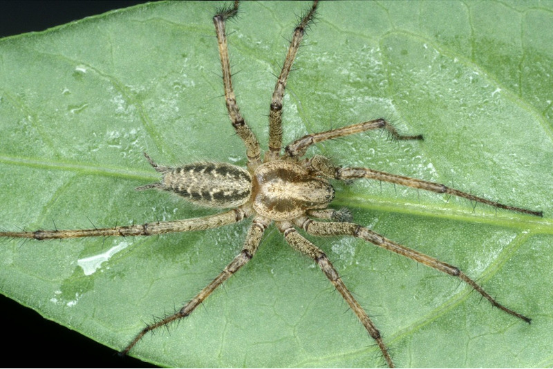 Лабиринтовый паук (Agelena labyrinthica)