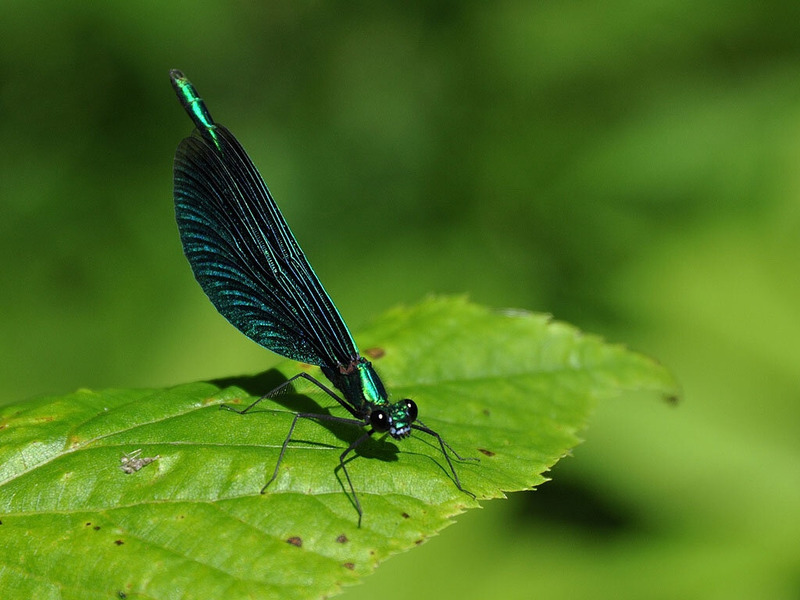 Красотка-девушка или красотка темнокрылая (Calopteryx virgo)