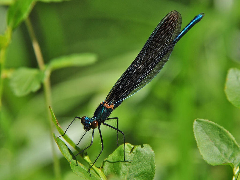 Красотка-девушка или красотка темнокрылая (Calopteryx virgo)