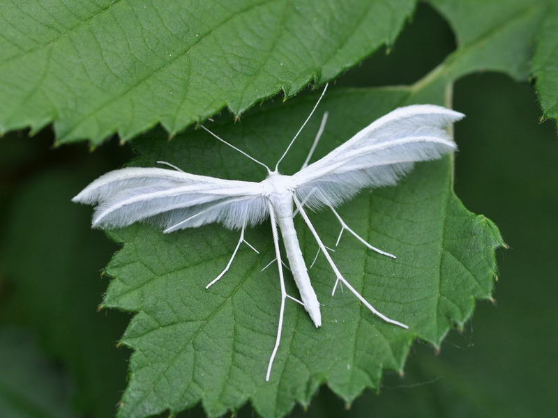 Белый птерофор (Pterophorus pentadactyla)