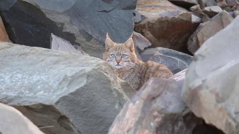 Китайская кошка или гобийская серая кошка (Felis bieti)