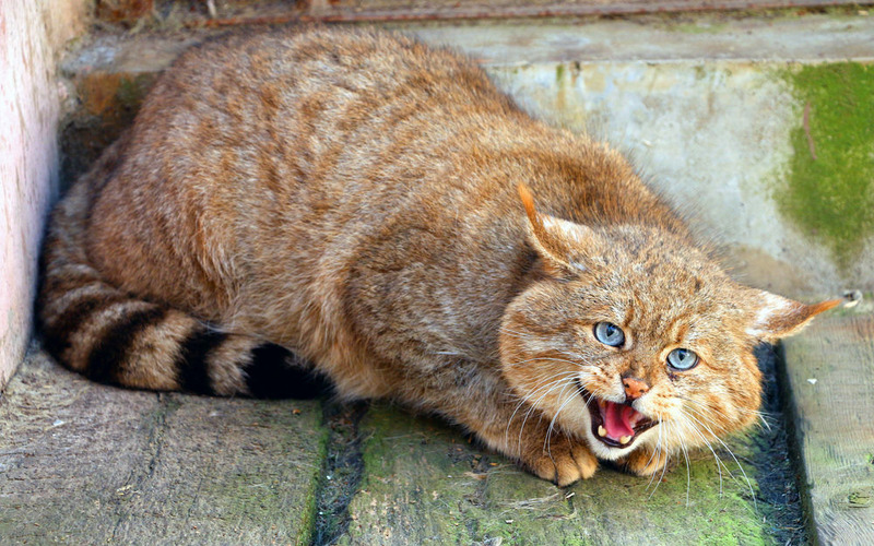 Китайская кошка или гобийская серая кошка (Felis bieti)