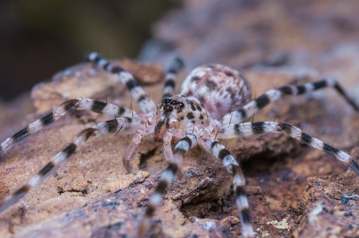 Зебровый паук (Viridasius fasciatus)
