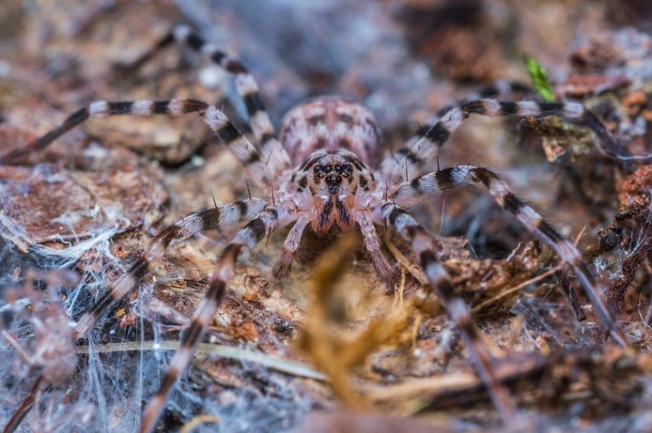 Зебровый паук (Viridasius fasciatus)