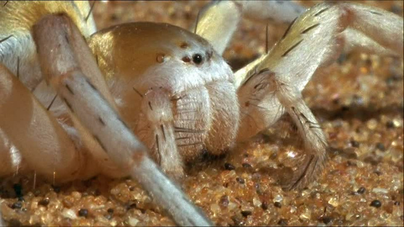 Золотой катящийся паук (Carparachne aureoflava)