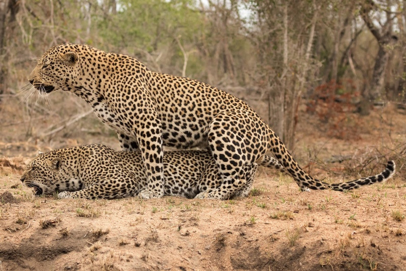 Спаривание леопардов