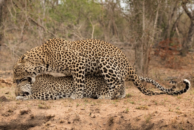 Спаривание леопардов