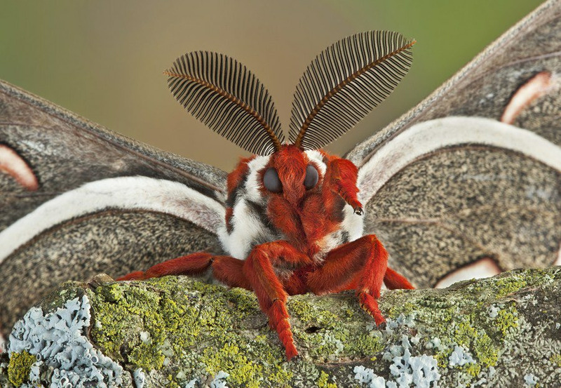 Гиалофора кекропия (Hyalophora cecropia)