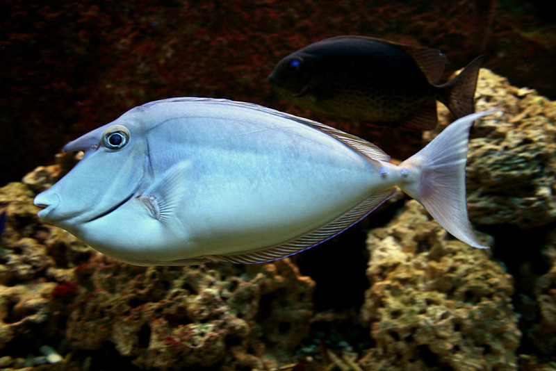 Настоящие носачи или рыбы-единороги (Naso)