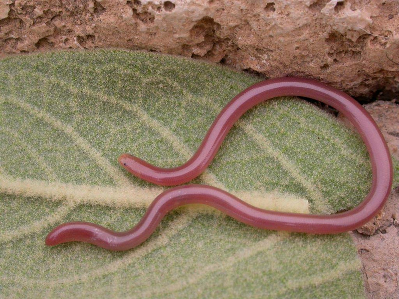 Обыкновенная слепозмейка или червеобразная слепозмейка (Typhlops vermicularis)